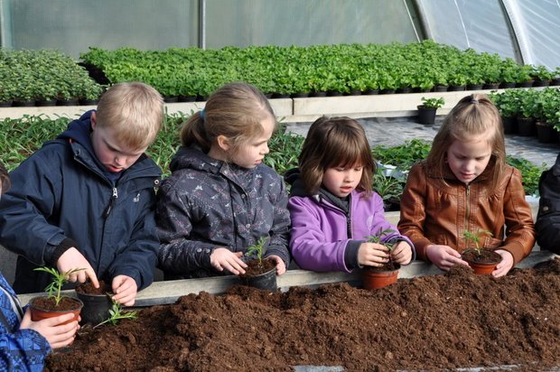 Sonnenschüler in der Gärtnerei Sonnenschüler in der Gärtnerei