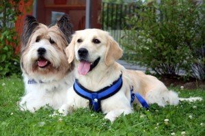 Therapiebegleithunde - St. Barbara Attendorn Therapiebegleithunde - St. Barbara Attendorn