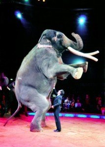 Zirkus-Krone-Elefanten Zirkus-Krone-Elefanten