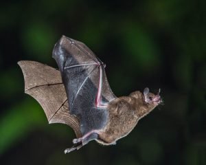 Fledermaus - Atta-Höhle
