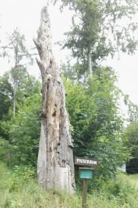 Der Pissebaum