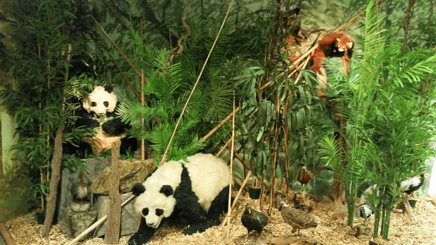 Panda - Südsauerlandmuseum Attendorn