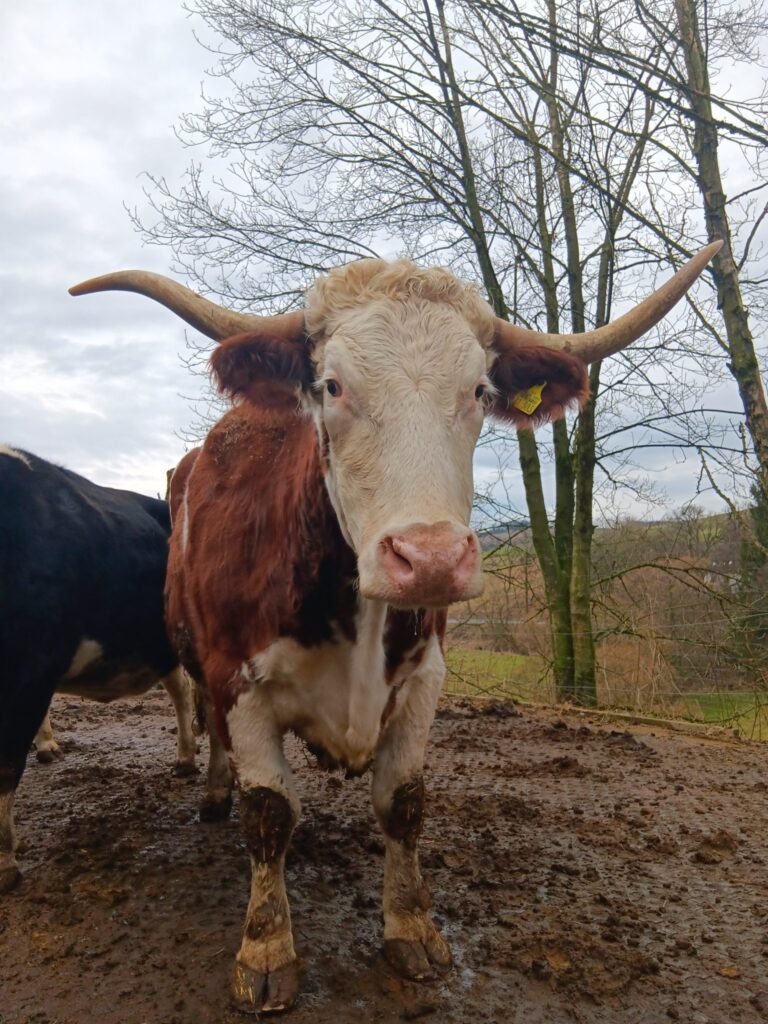 2 libanesische Abende für den Tierschutz 2 20250222 140704