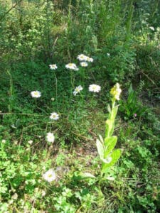 Ostermontag auf der Wendener Hütte 1 kamillewendenerhuettete