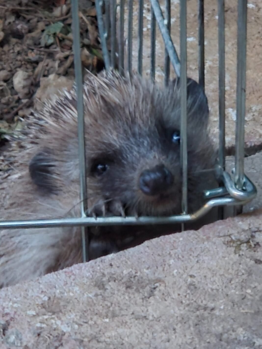 Naturnahe Gärten für Igelauswilderung gesucht