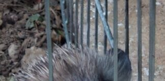 igel neu scaled e1787220418623