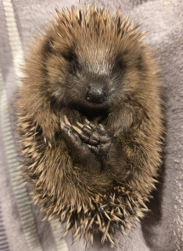 igel 2